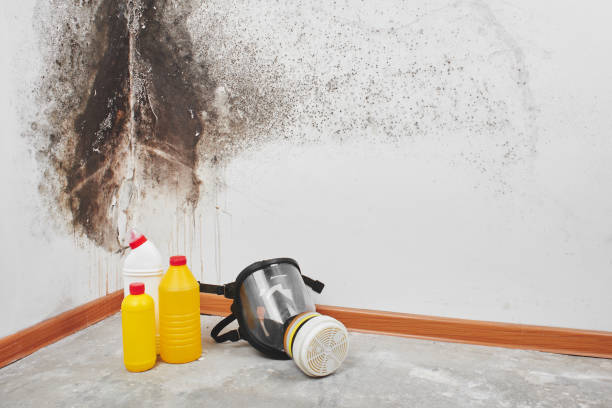 Best Black Mold Removal  in Westway, TX