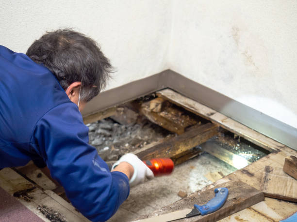 Best Professional Mold Removal  in Westway, TX