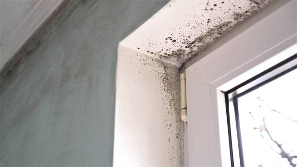 Best Residential Mold Removal  in Westway, TX