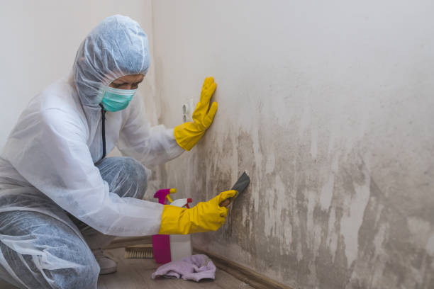 Best Residential Mold Removal  in Westway, TX