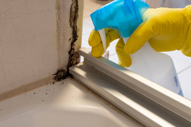 Best Office Mold Removal Services  in Westway, TX