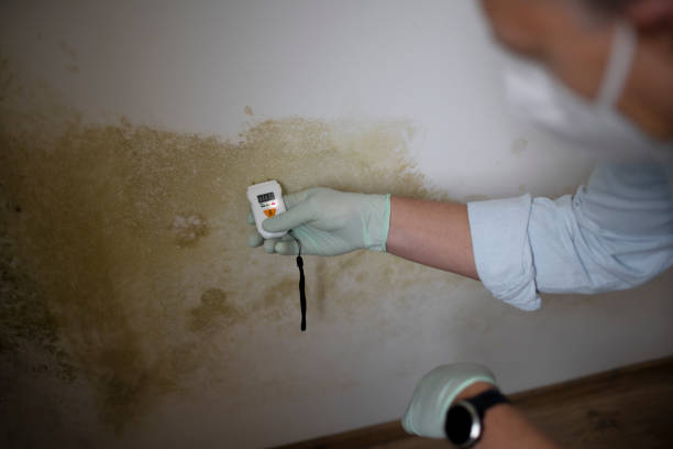 Best Fast Mold Removal  in Westway, TX