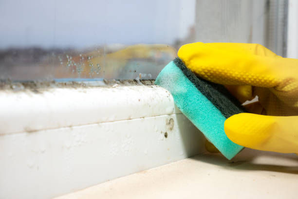 Best Mold Remediation  in Westway, TX