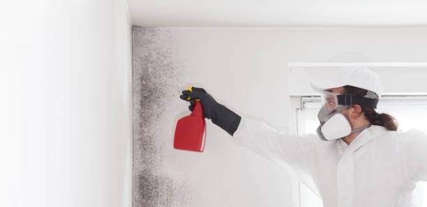 Best Mold Damage Repair  in Westway, TX