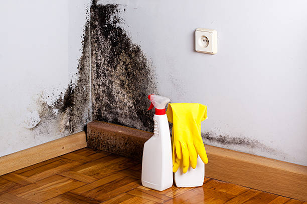 Best Mold Removal Near Me  in Westway, TX