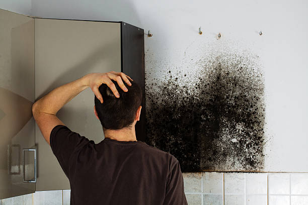 Best Best Mold Removal Companies  in Westway, TX