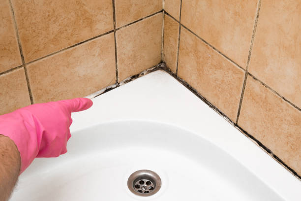 Best Affordable Mold Removal  in Westway, TX